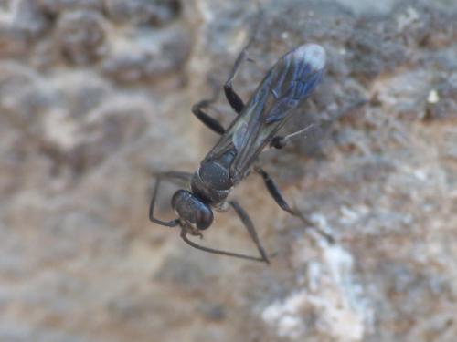Réf. 212 009 : Dipogon sp.